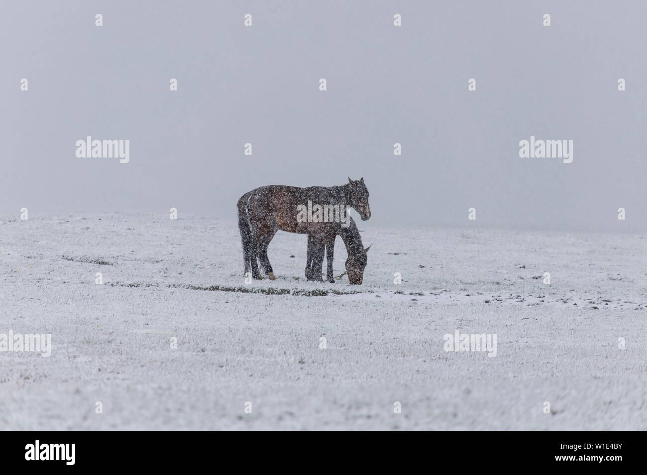 Horses in the snow-covered mountain pasture under falling snow. Kyrgyzstan travel. Stock Photo