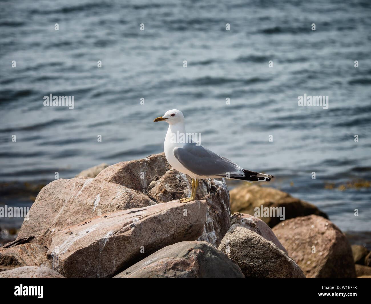 Seagull resting on Hjarnoe in Denmark Stock Photo