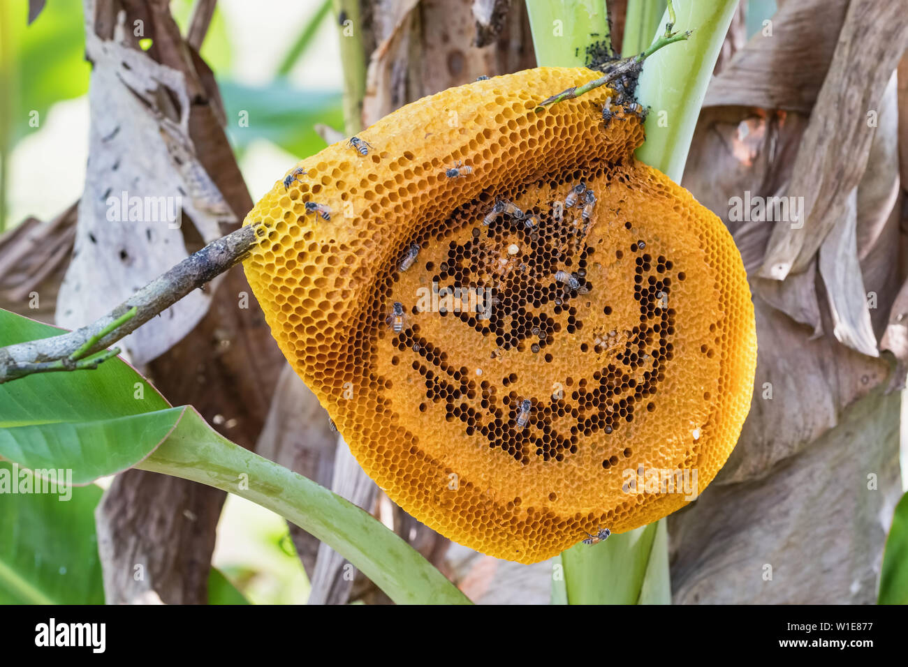 Wild bees honeycomb on a tree in Thailand Stock Photo