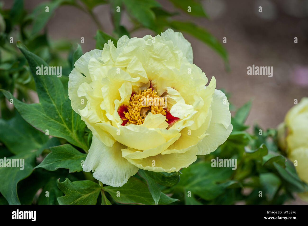 Beauty yellow peony. Chinese peony. Flowers background. Selective focus, top view, close-up. Stock Photo