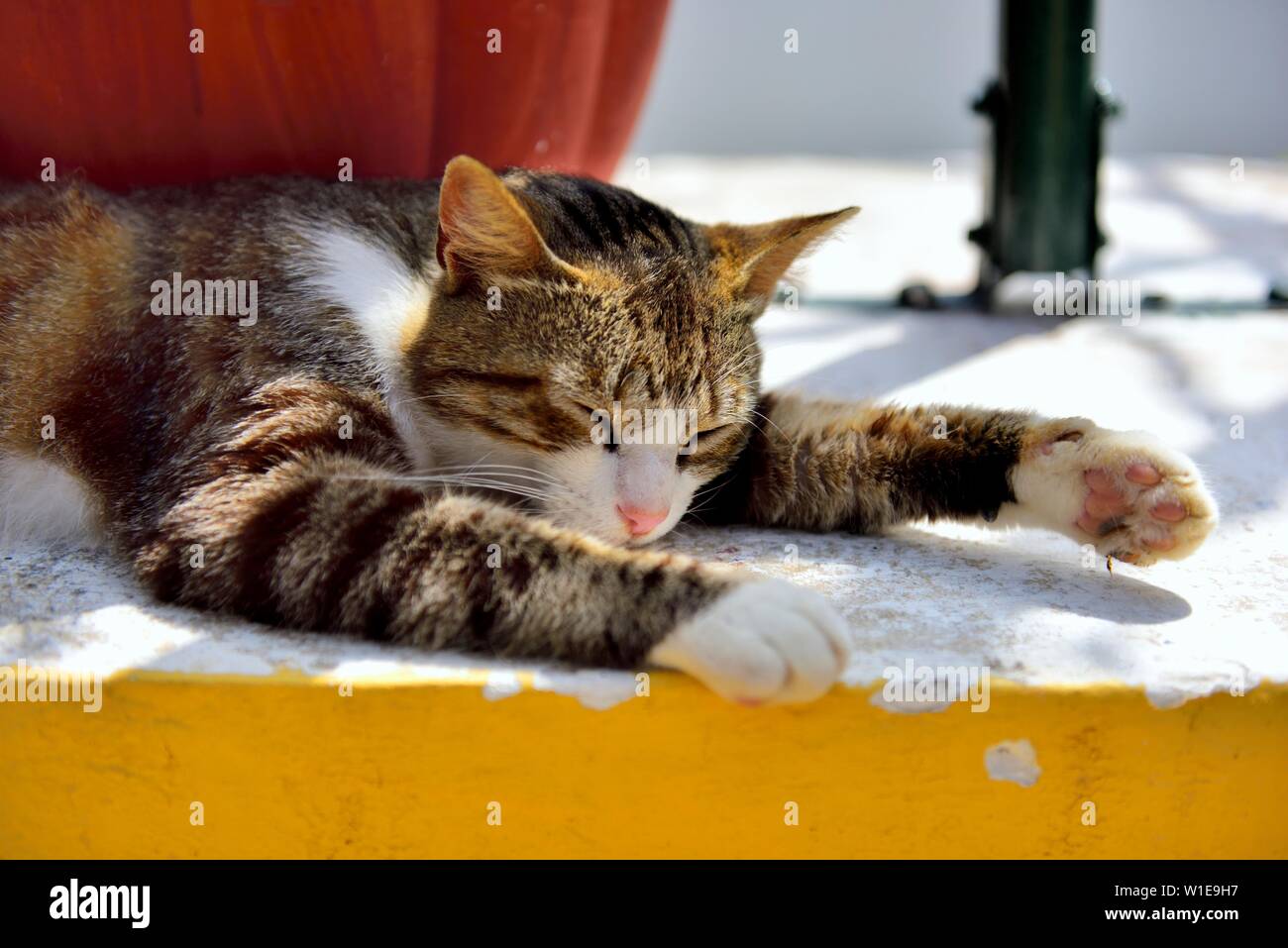 Tortoiseshell cat,Cat napping, in the sunshine,with eyes closed,hot sunny day,Theotokos Monastery, Monastery of Paleokastritsa, Corfu, Greece Stock Photo