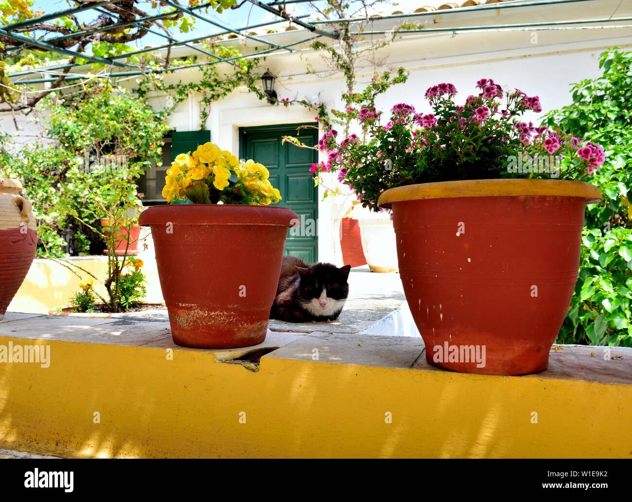 A domestic cat ,cat napping amongst flower pots,Theotokos Monastery, Monastery of Paleokastritsa, Corfu, Greece Stock Photo