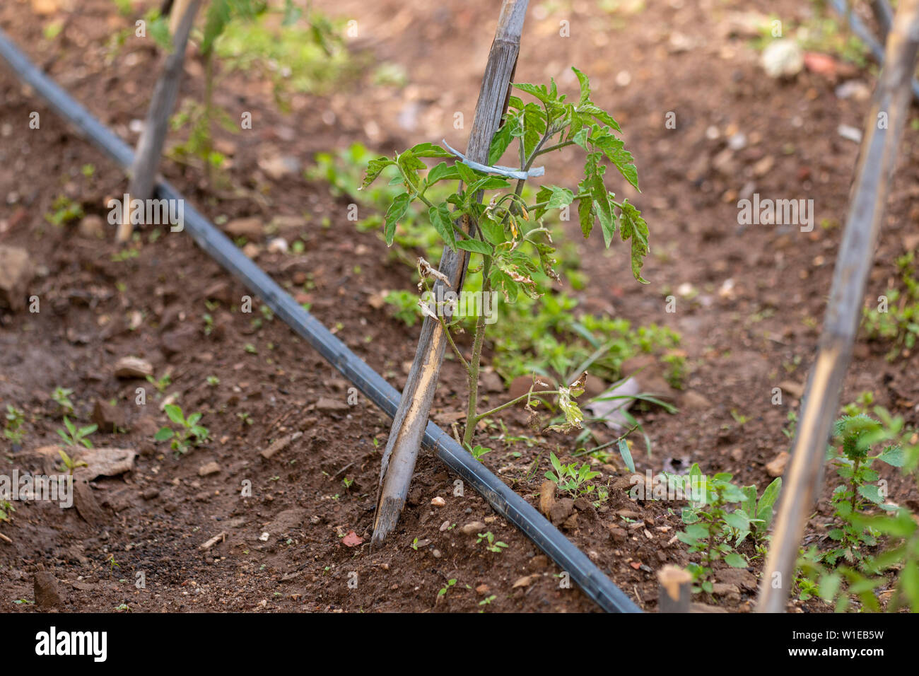 Tomatoes plantation on the garden, with irrigation and bamboo canes for