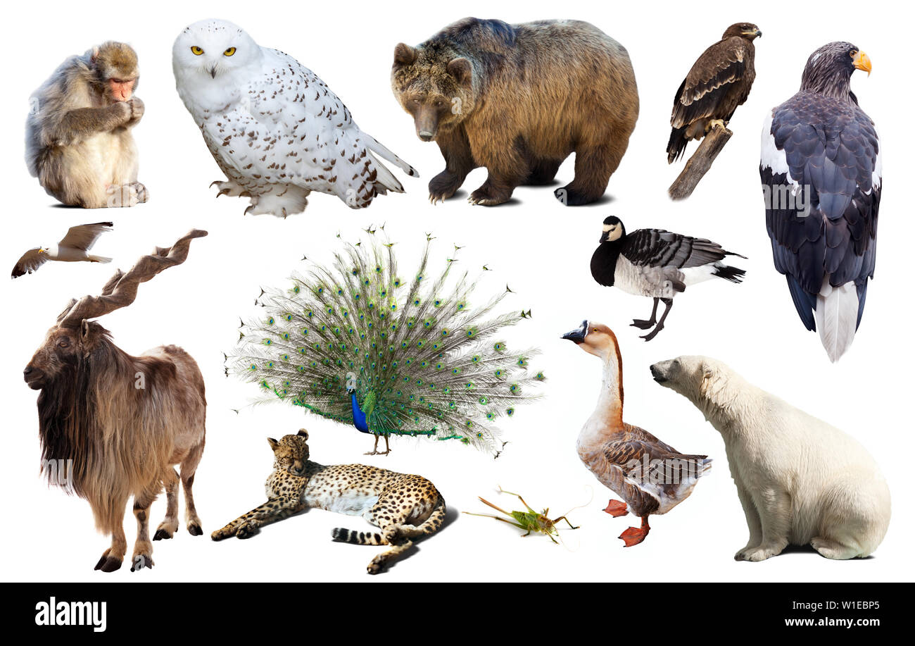 collection of different birds, mammals and reptiles from asia isolated