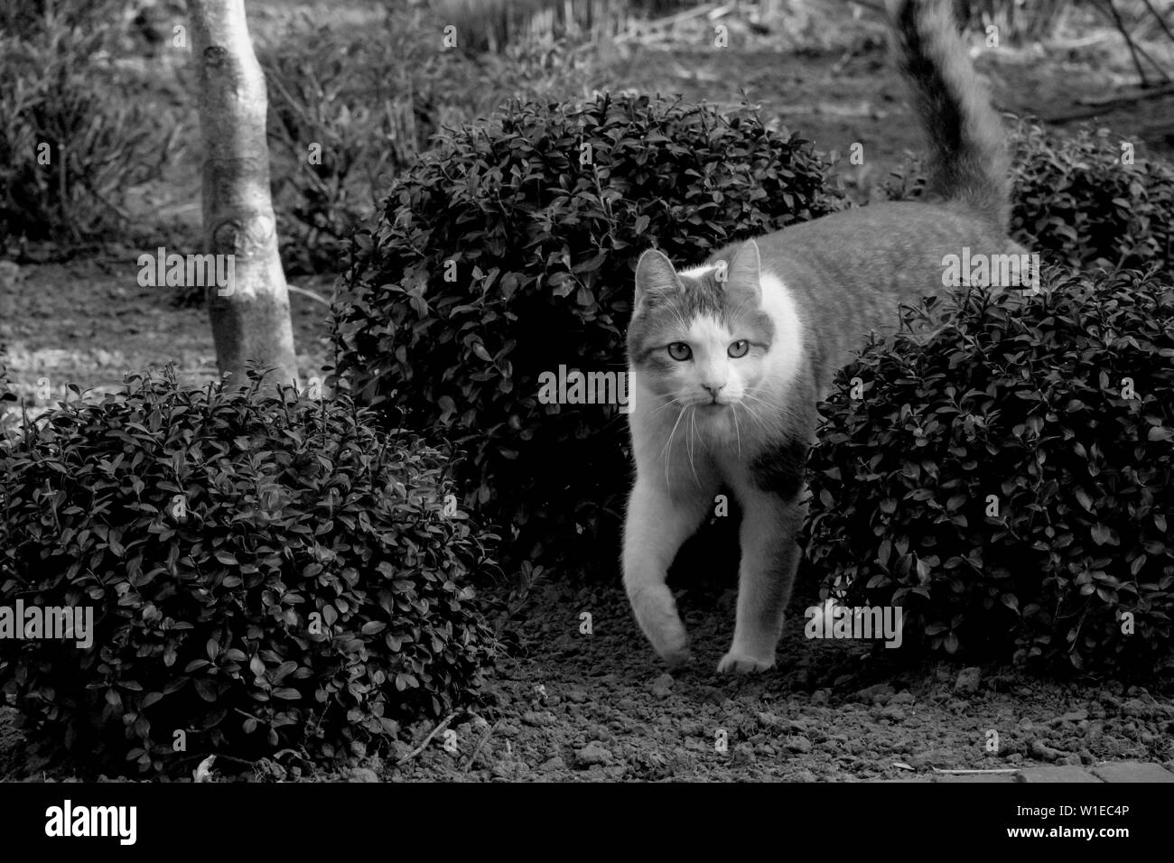 Domestic cat stalking prey Black and White Stock Photos & Images - Alamy