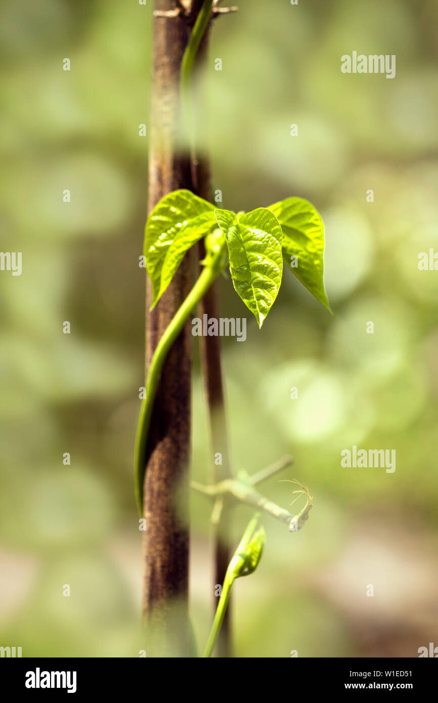 Closeup of green beans leaves in a vegitable garden and isolated blurry background Pokhara Nepal Stock Photo