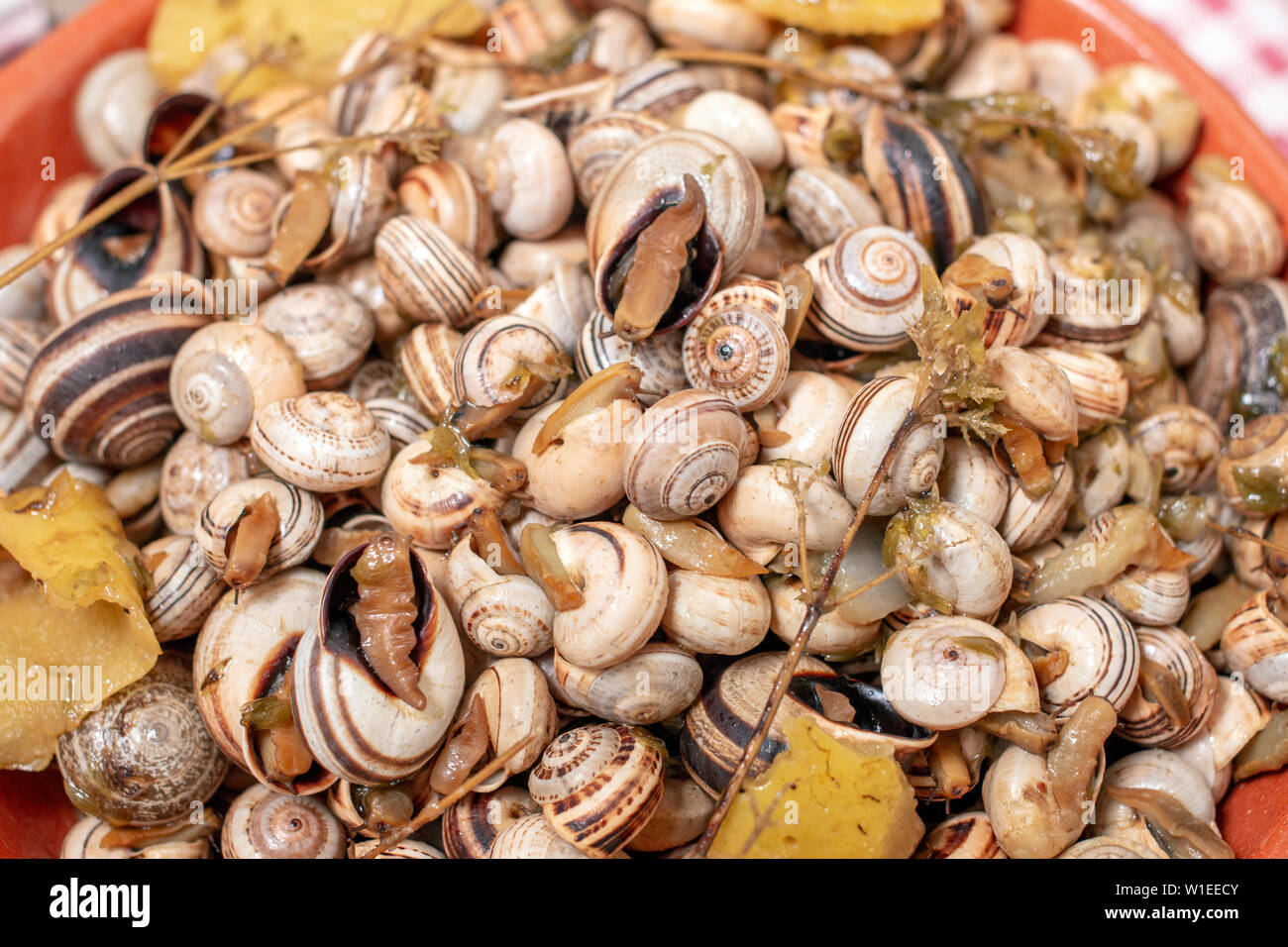 Traditional Portuguese dish of cooked snails and toasted bread and beer