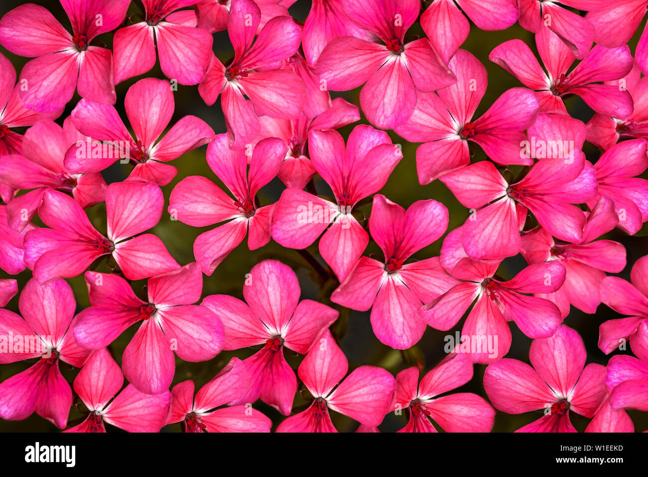 Geranium is a genus of 422 species of flowering annual, biennial, and ...