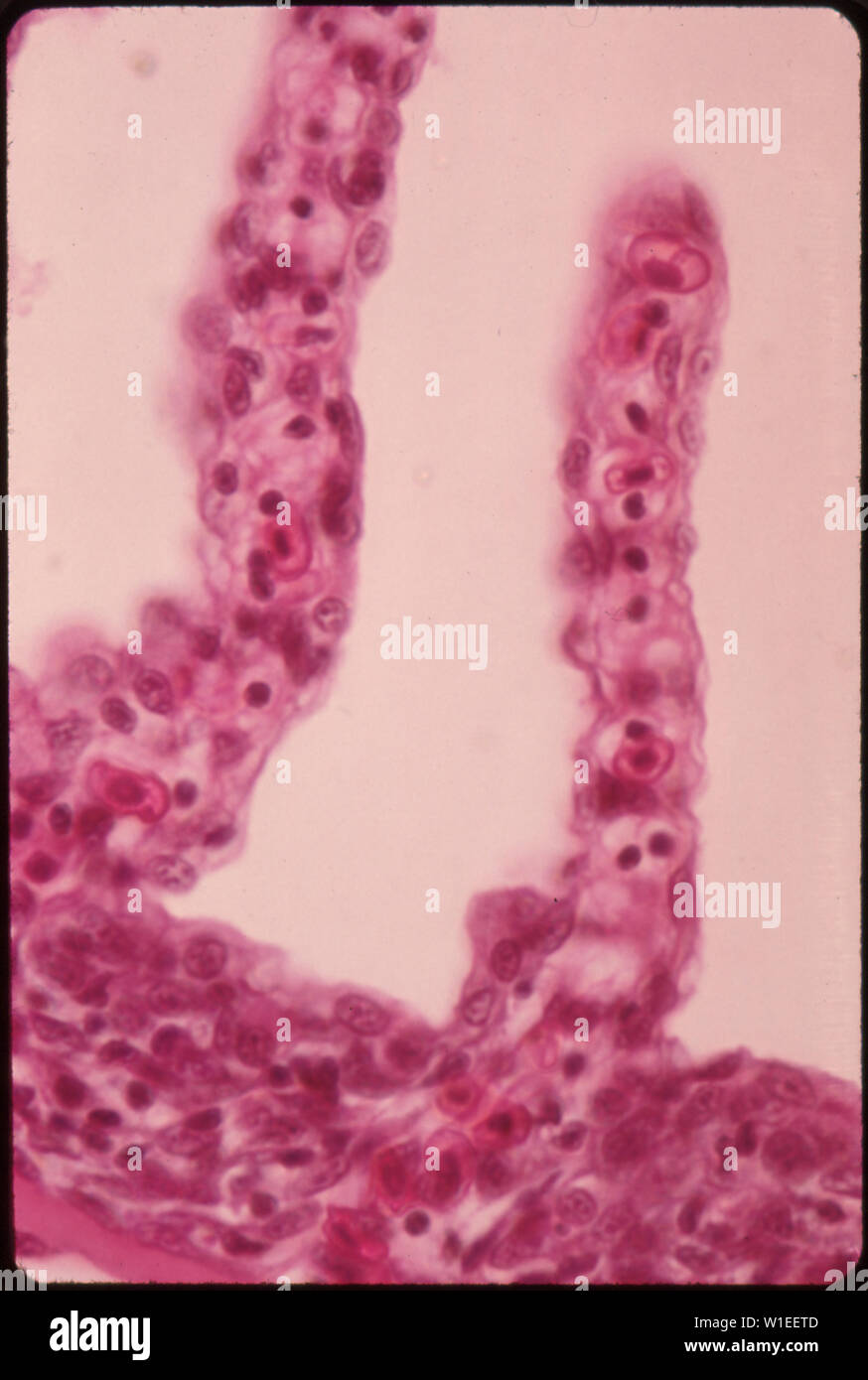 HIGHLY MAGNIFIED PORTION OF EPITHELIUM (GILL COVERING) OF HEALTHY CHANNEL CATFISH. CAMERA