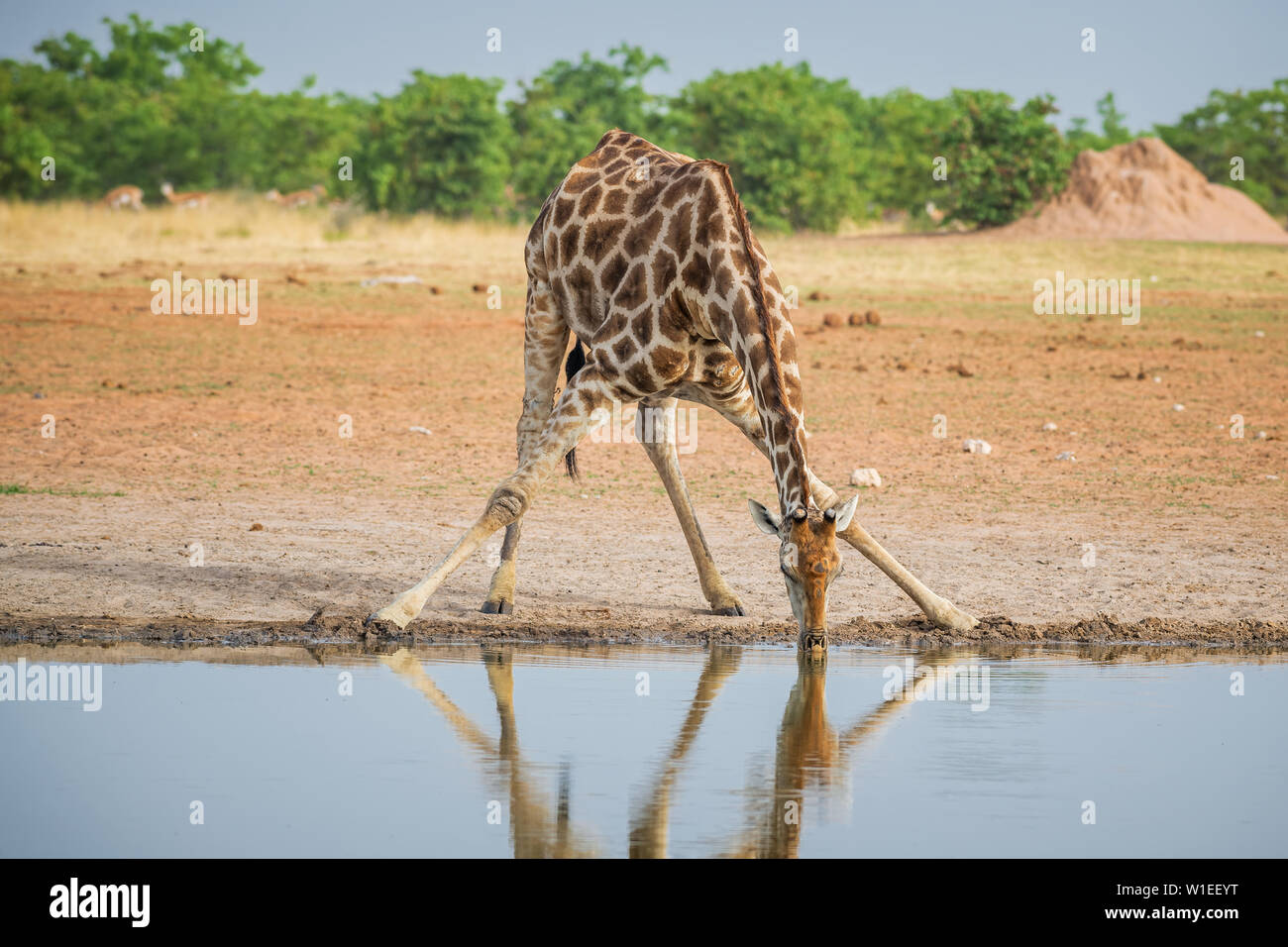Giraffe - Giraffa giraffa, safari in Etosha National Park, Namibia, Africa. Cute member of African big five. Stock Photo