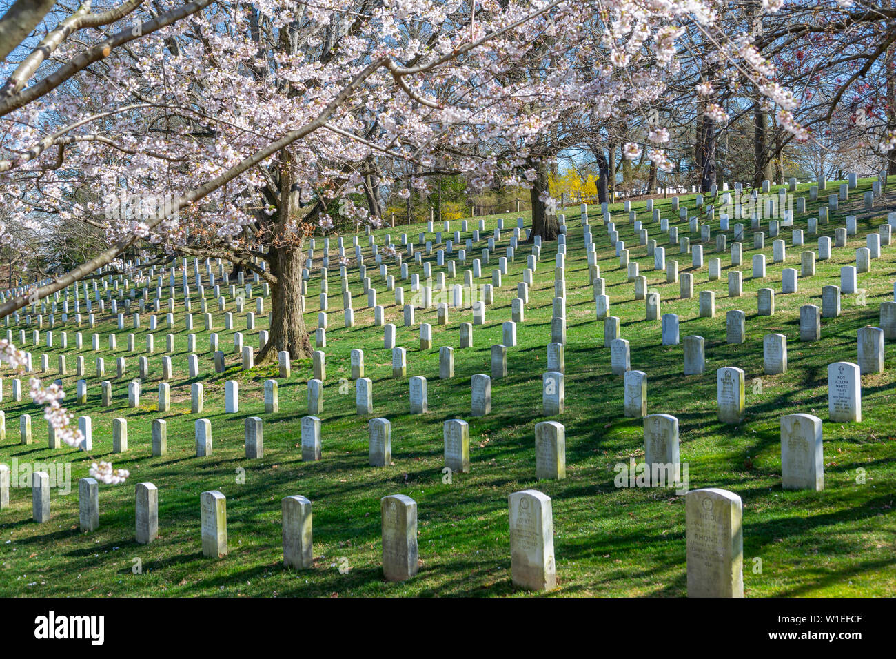 View of gravestones in Arlington National Cemetery in springtime, Washington D.C., United States of America, North America Stock Photo
