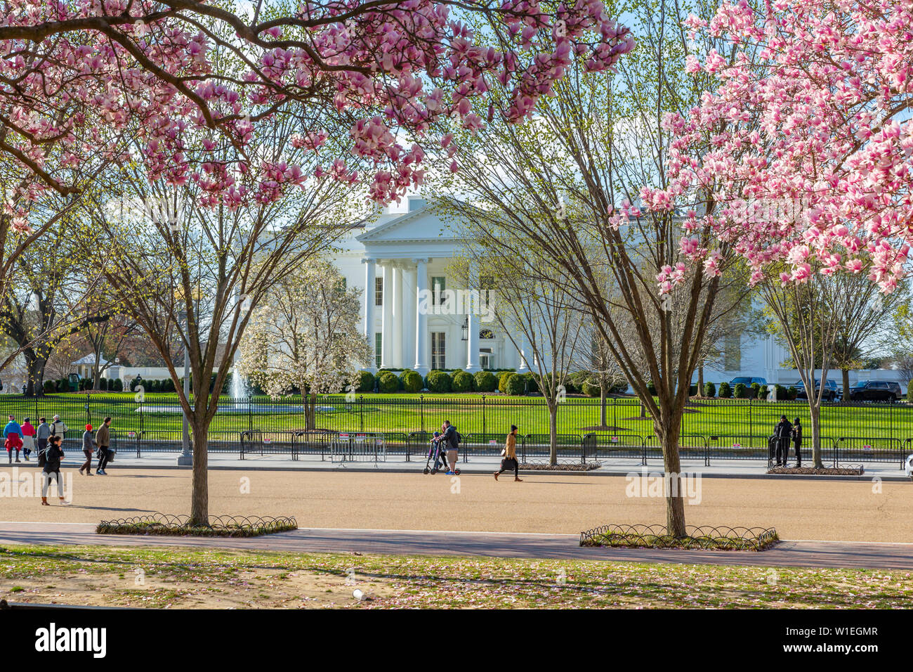 View of The White House and spring blossom in Lafayette Square, Washington D.C., United States of America, North America Stock Photo