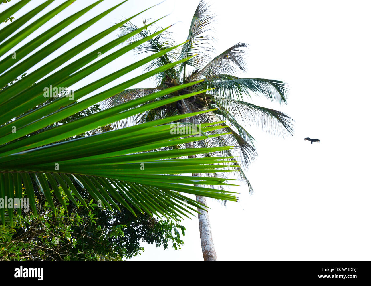 Paisaje de america central hi-res stock photography and images - Alamy
