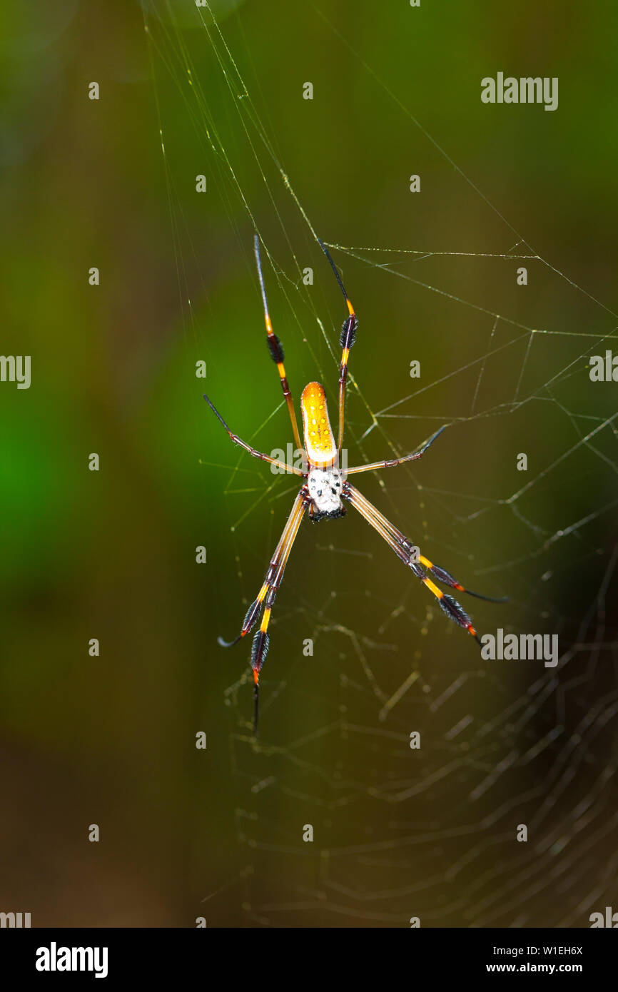 ARAÑA HILOS DE ORO - GOLDEN SILK ORB-WEAVER SPIDER (Nephila clavipes) Tortuguero National Park, Costa Rica, Central America, America Stock Photo