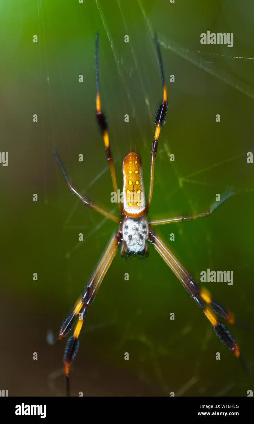 Arana Hilos De Oro Golden Silk Orb Weaver Spider Nephila Clavipes Tortuguero National Park Costa Rica Central America America Stock Photo Alamy