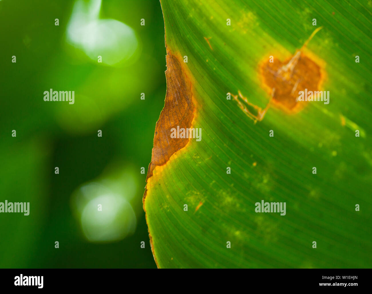 Paisaje de america central hi-res stock photography and images - Alamy