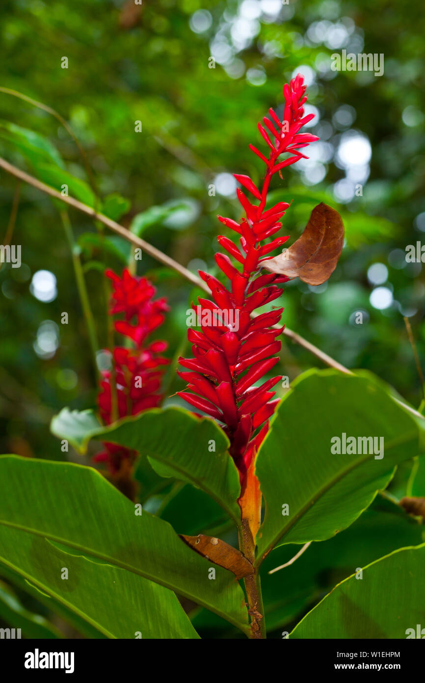 Tropical flower, Tortuguero National Park, Costa Rica, Central America, America Stock Photo