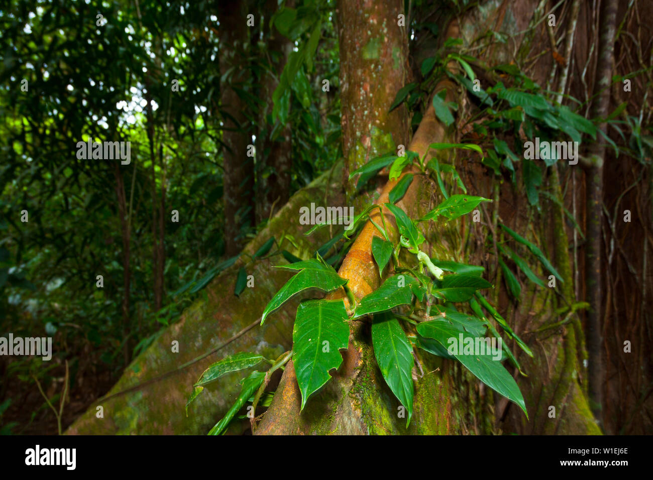 Paisaje de america central hi-res stock photography and images - Alamy