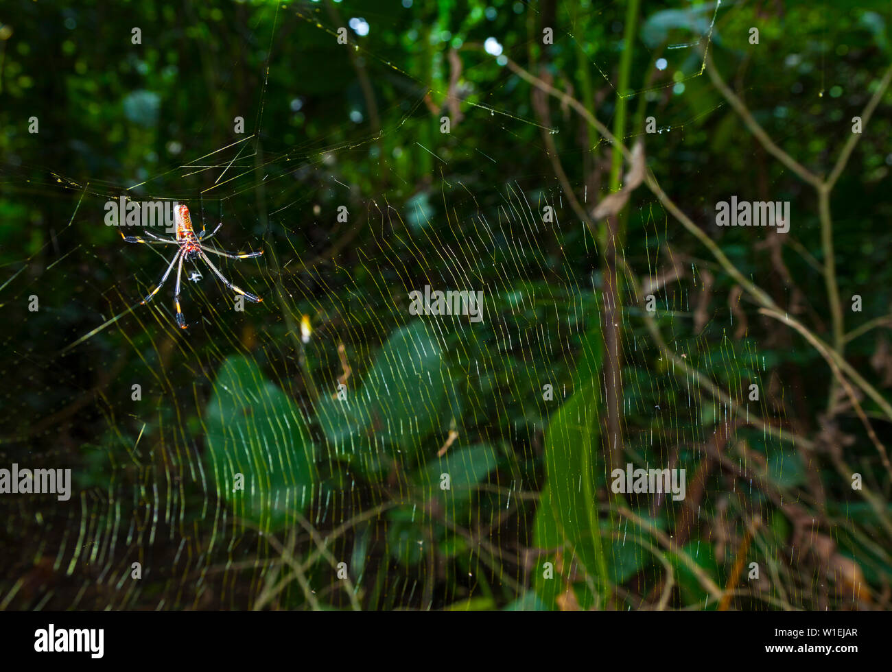 Rainforest, Tortuguero National Park, Costa Rica, Central America, America Stock Photo