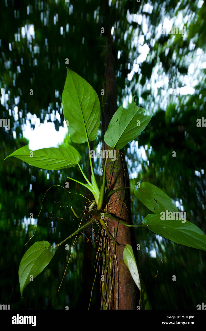 Paisaje de america central hi-res stock photography and images - Alamy