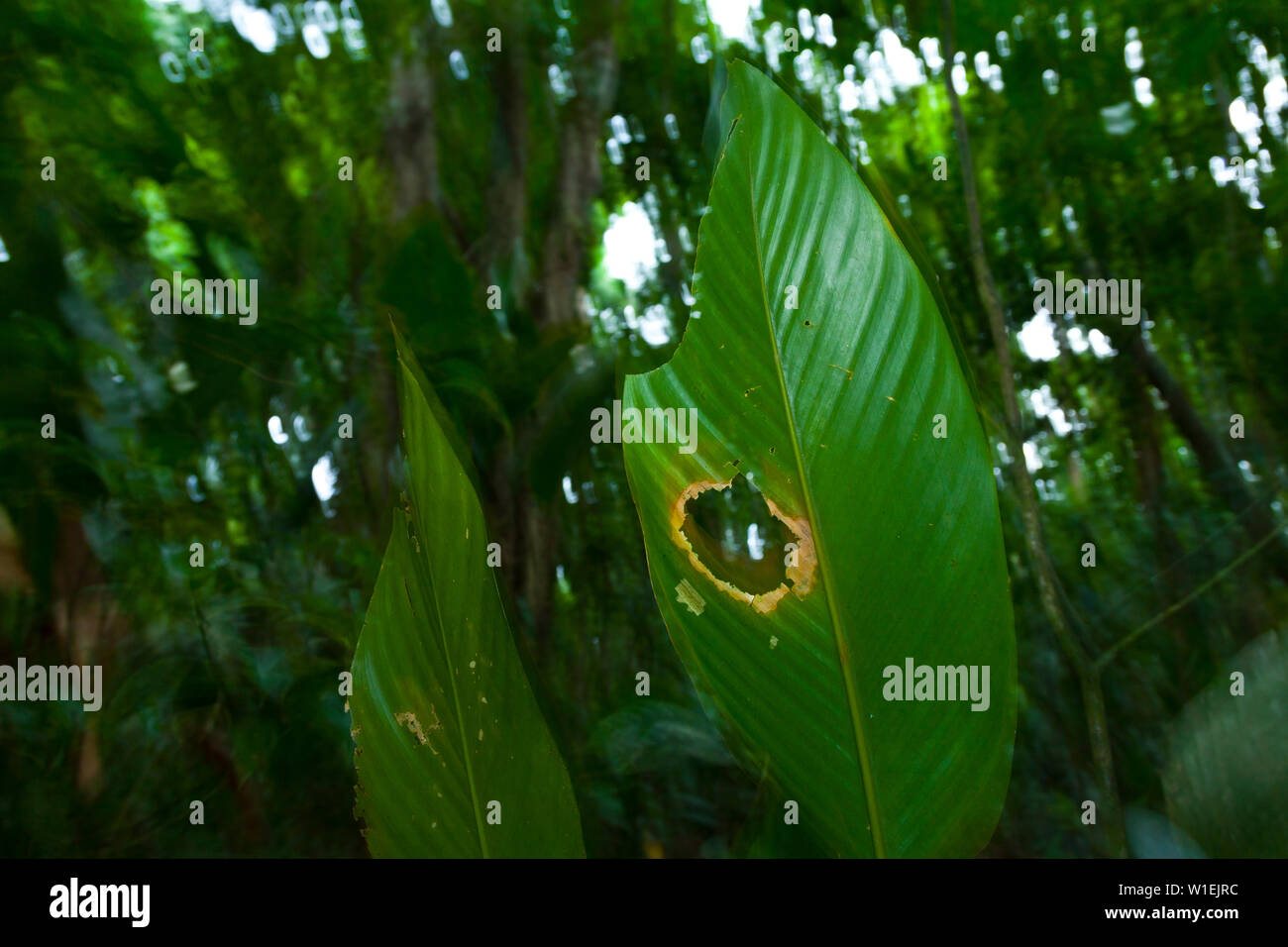 Paisaje de america central hi-res stock photography and images - Alamy