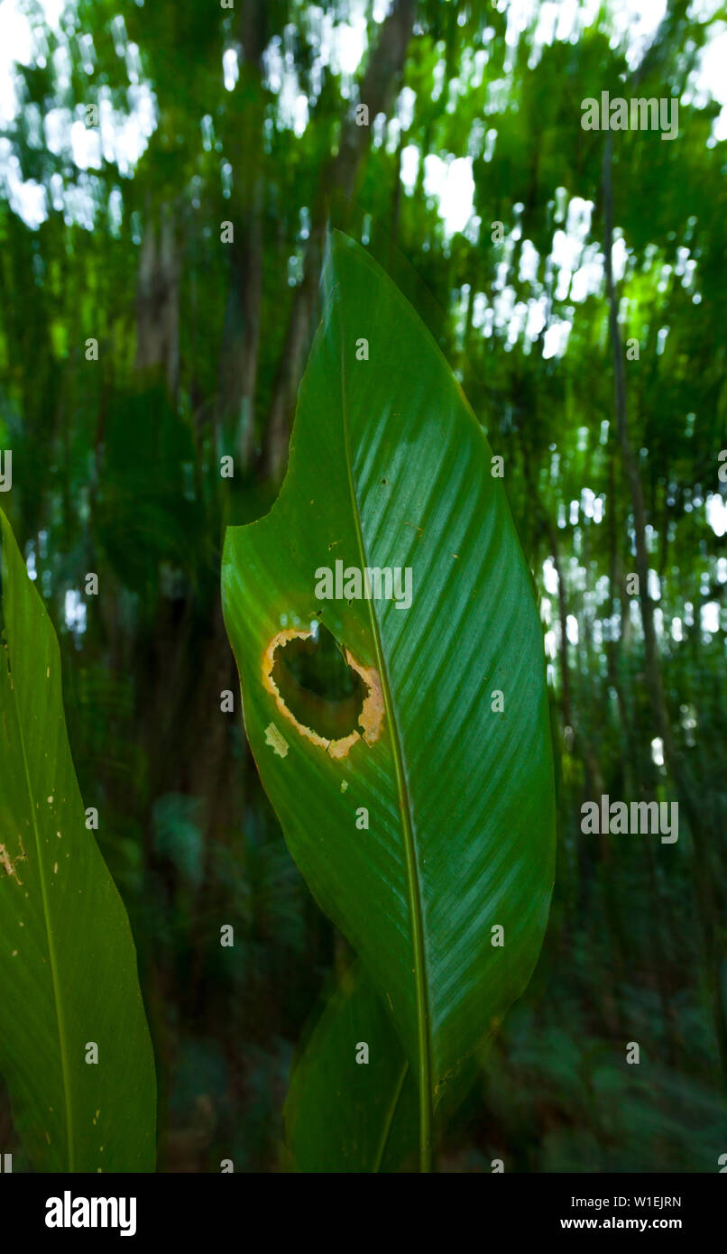 Rainforest, Tortuguero National Park, Costa Rica, Central America, America Stock Photo