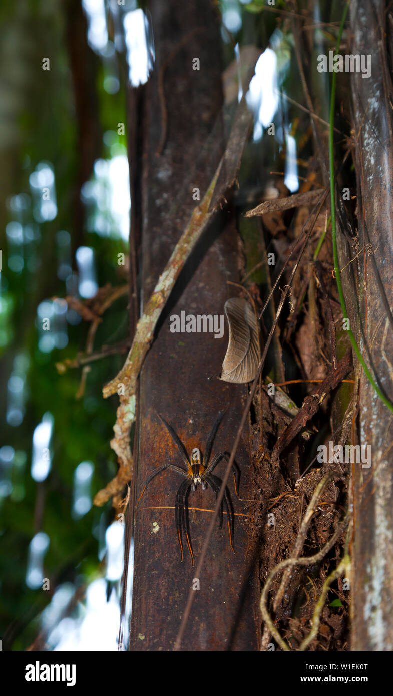 Rainforest, Tortuguero National Park, Costa Rica, Central America, America Stock Photo