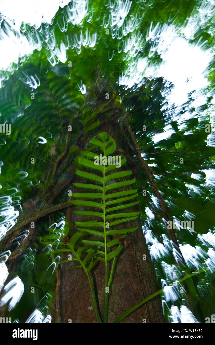 Rainforest, Tortuguero National Park, Costa Rica, Central America, America Stock Photo