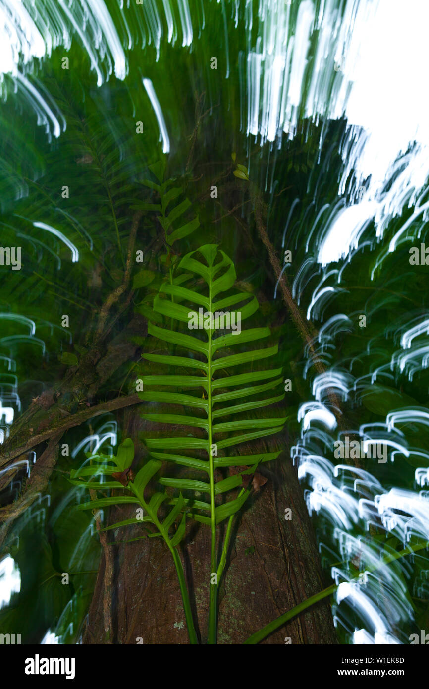 Rainforest, Tortuguero National Park, Costa Rica, Central America, America Stock Photo