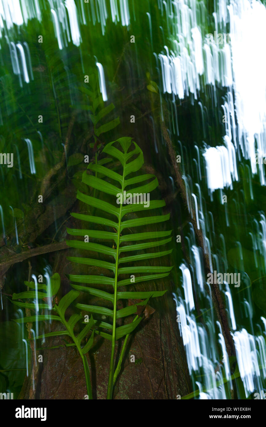 Rainforest, Tortuguero National Park, Costa Rica, Central America, America Stock Photo