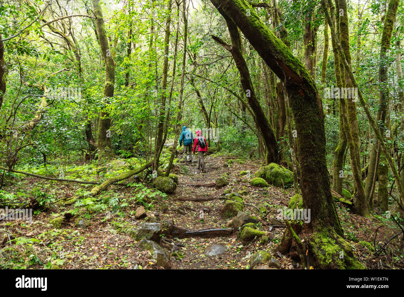 Rainforest in Garajonay National Park, UNESCO World Heritage Site, La Gomera, Canary Islands, Spain, Atlantic, Europe Stock Photo