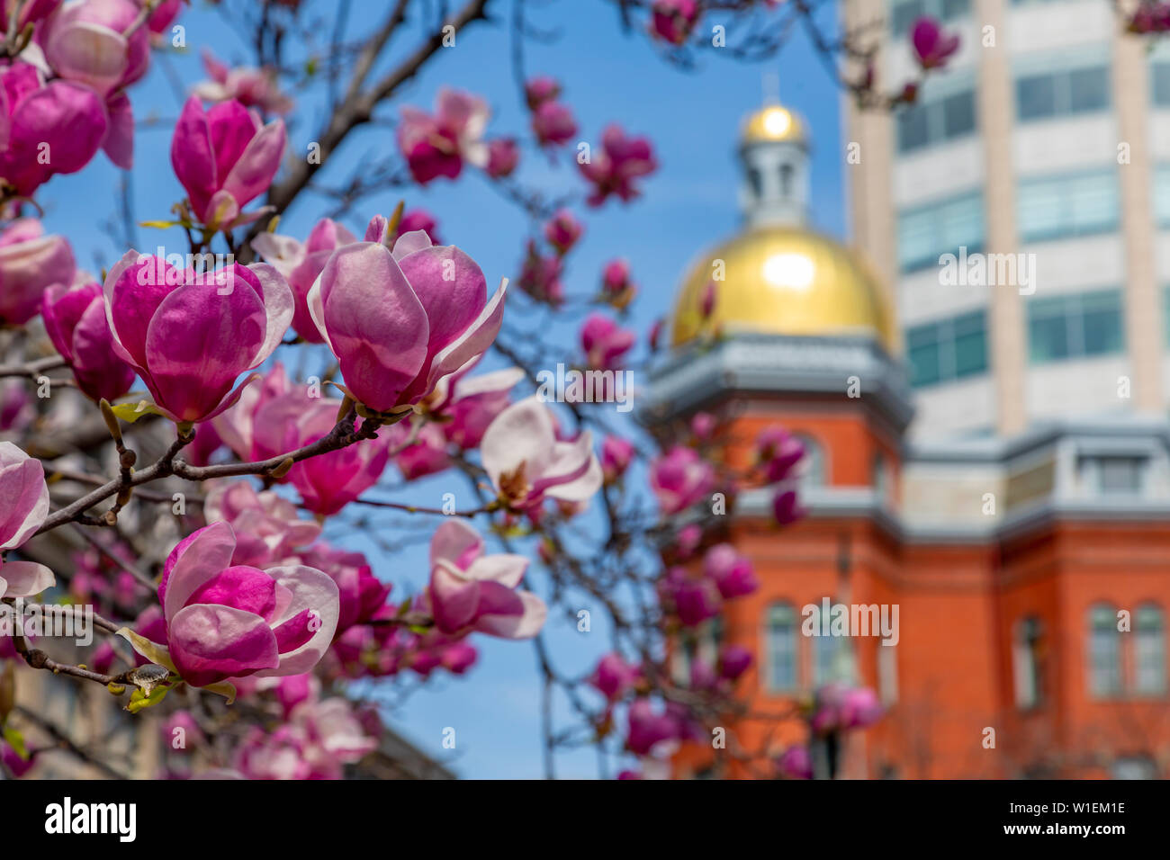 View of magnolia blossom and gold domed building on John Marshall Park, Pennsylvania Avenue, Washington D.C., United States of America, North America Stock Photo