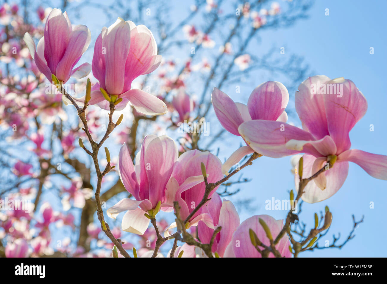 Close up of magnolias, Washington D.C., United States of America, North America Stock Photo