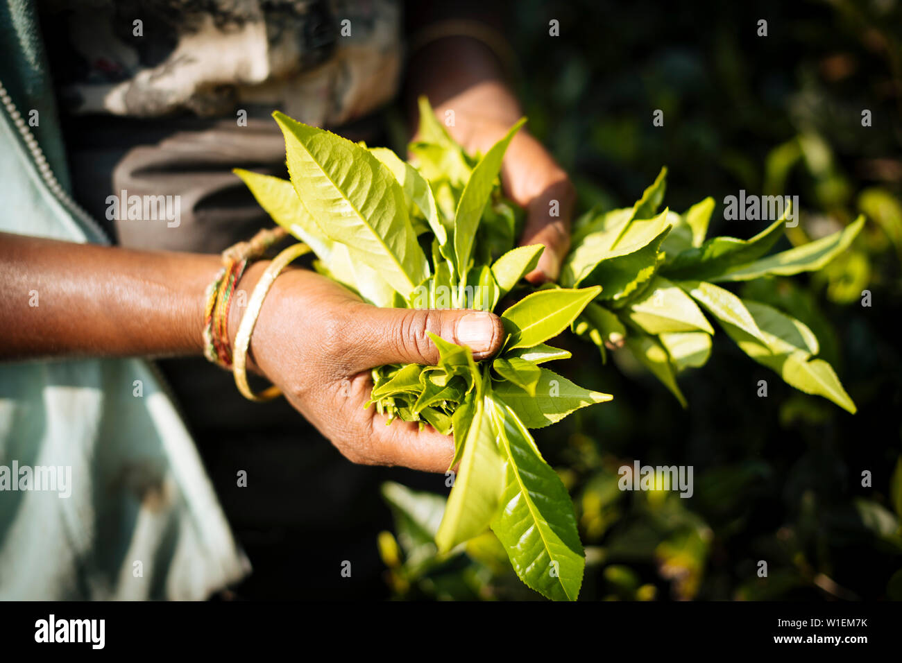 Tamil Woman Tea Picker in a Tea Plantation in the Highlands, Nuwara Eliya, Central Province, Sri Lanka, Asia Stock Photo