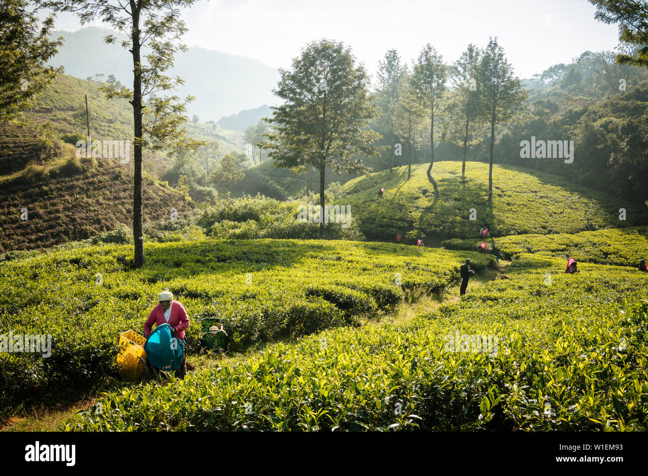 Tea estate, Nuwara Eliya, Central Province, Sri Lanka, Asia Stock Photo