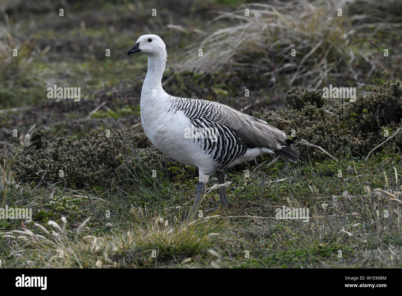 Upland goose grass hi-res stock photography and images - Alamy
