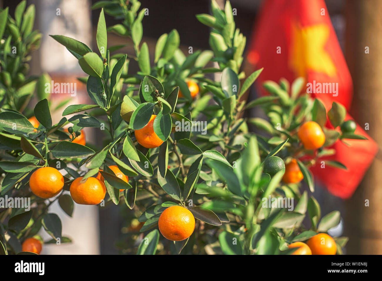 Kumquat tree hires stock photography and images Alamy
