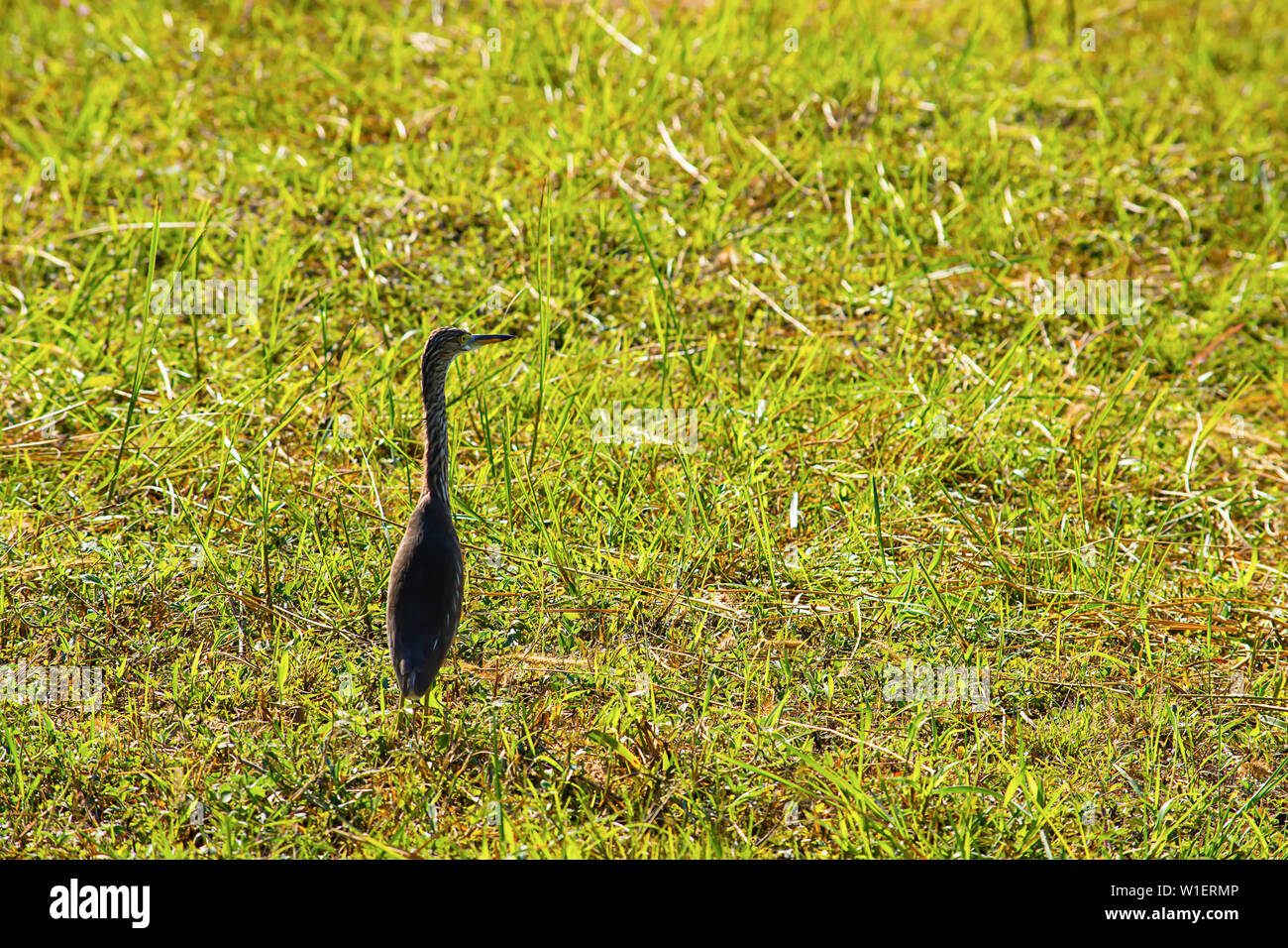 Birds standing in a bright green lawn Stock Photo Alamy