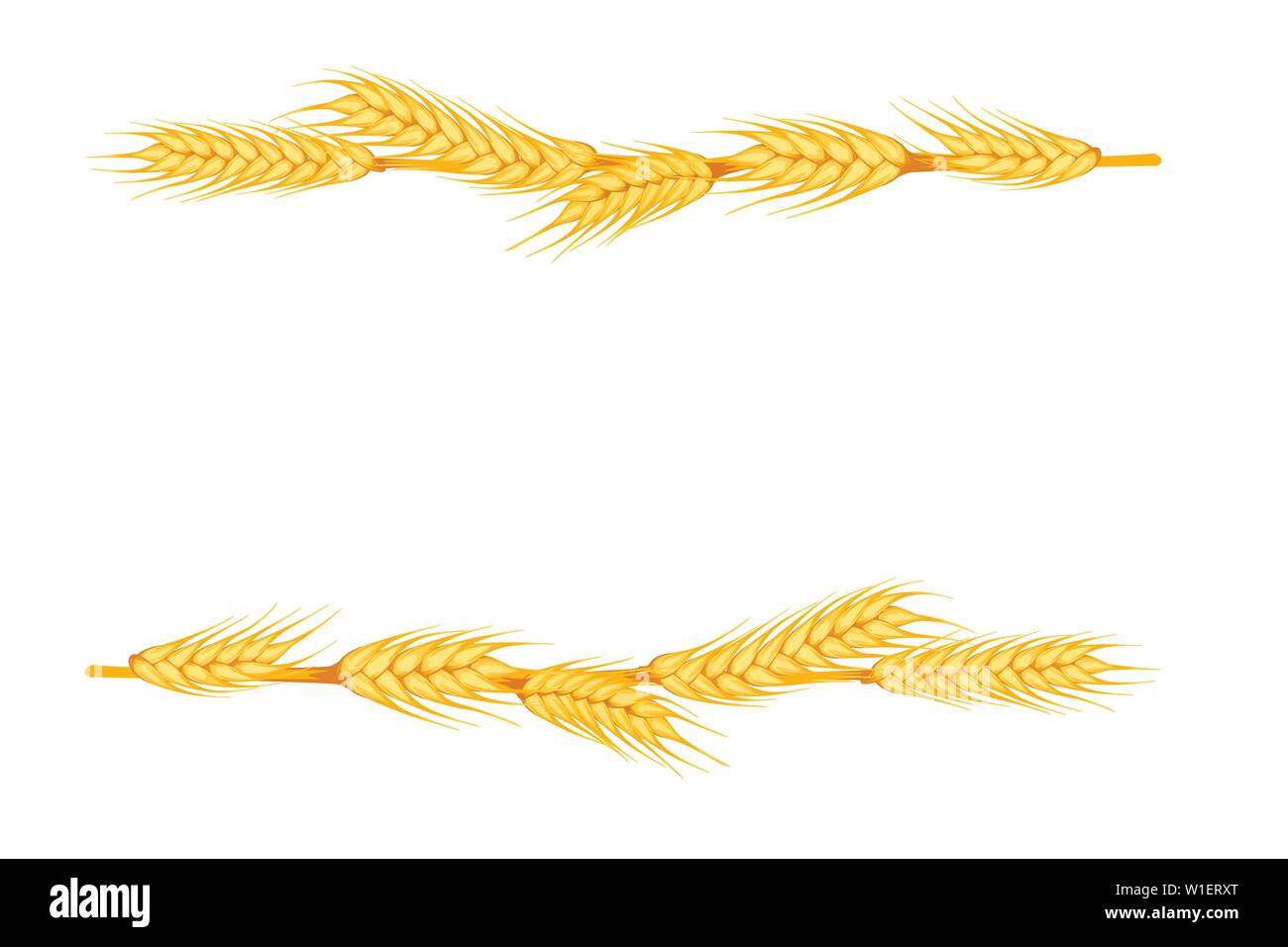 Ears of wheat lie in a row on white background flat vector illustration. Stock Vector