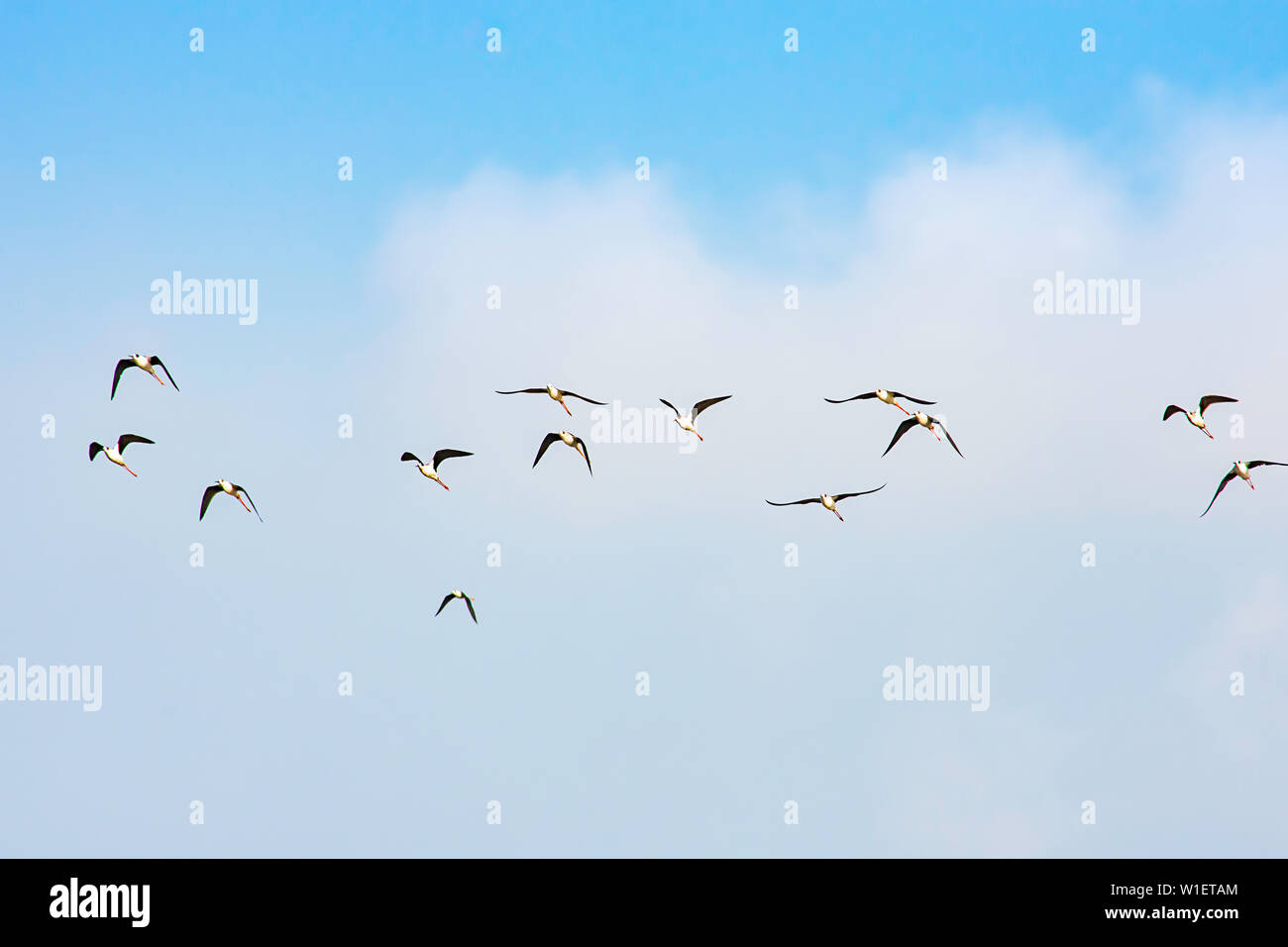 Flocks of birds flying in the sky. Stock Photo