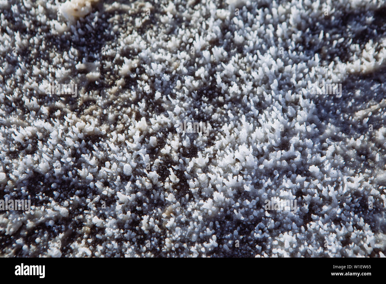 Salt texture detail of salt flat in Badwater basin, endorheic basin, Death Valley National Park, Inyo, California, USA Stock Photo