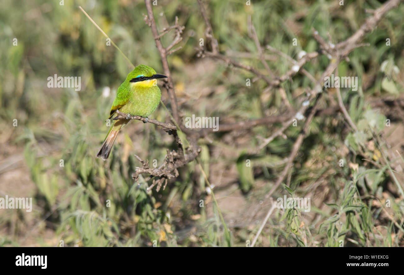 Little bee-eater (Merops pusillus), immature bird. Stock Photo