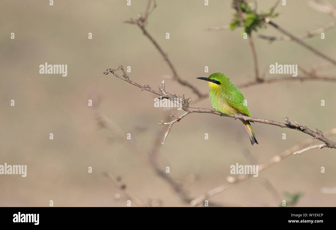 Little bee-eater (Merops pusillus), immature bird. Stock Photo