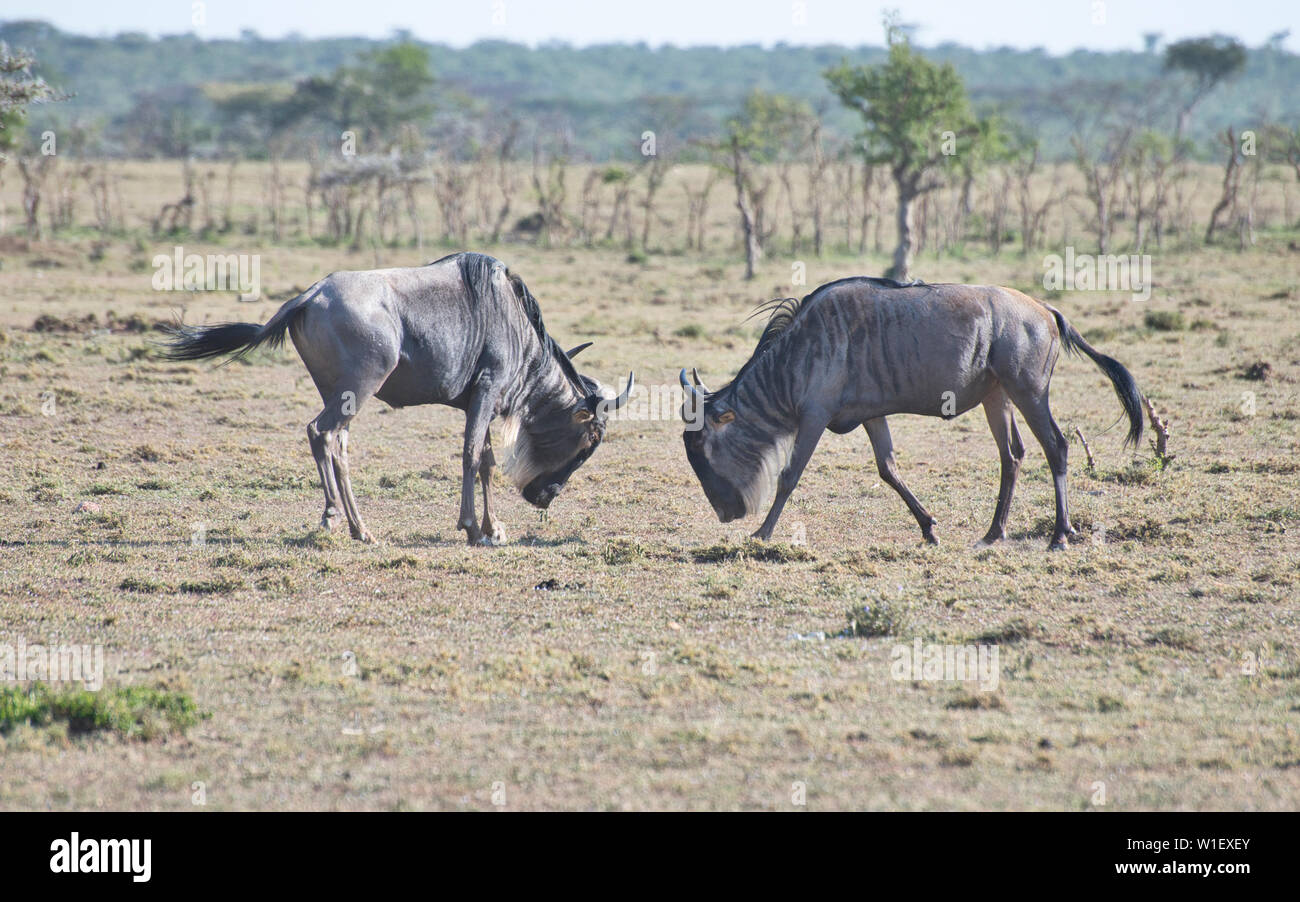 Wildebeest or Brindled Gnu (Connochaetes taurinus), two young males sparring Stock Photo