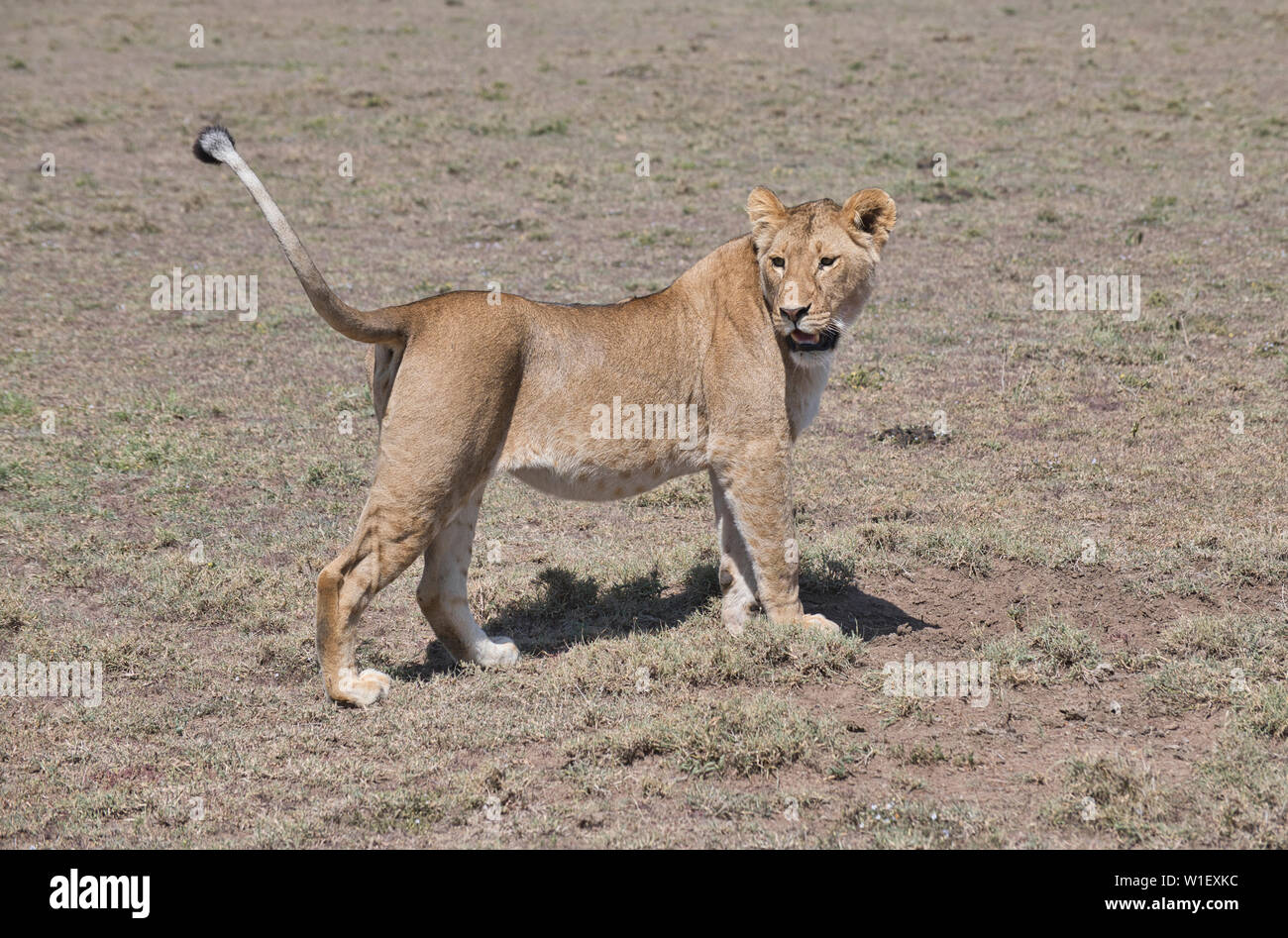 Lion tail hires stock photography and images Alamy