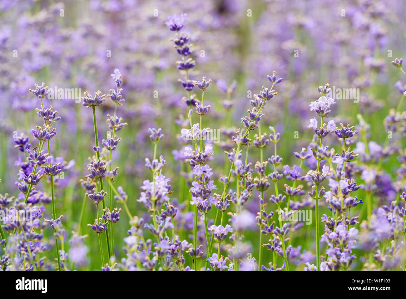 Lavender flowers soft focus hi-res stock photography and images - Alamy