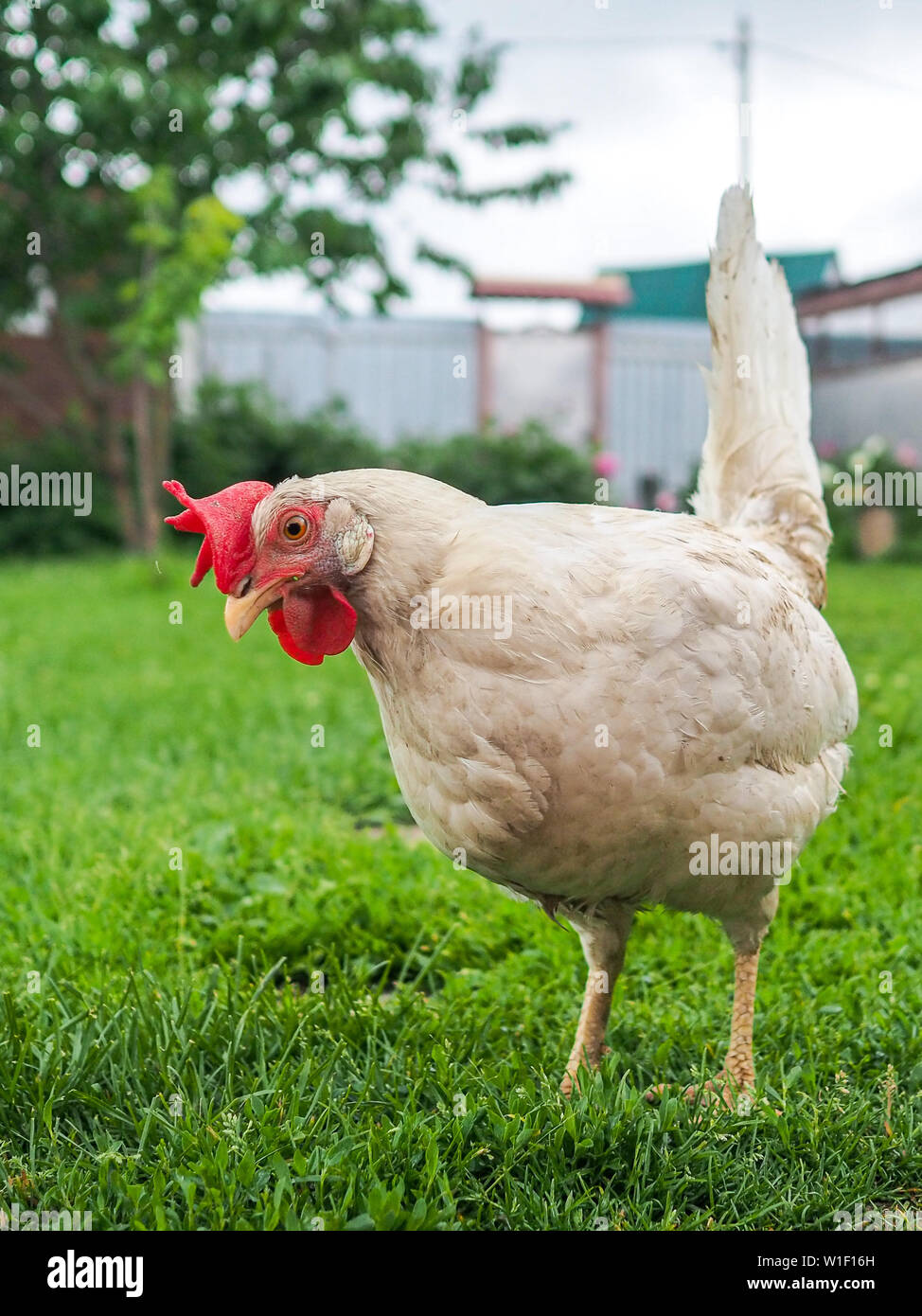 Dirty thin white chicken on a cloudy day after a rain is looking for