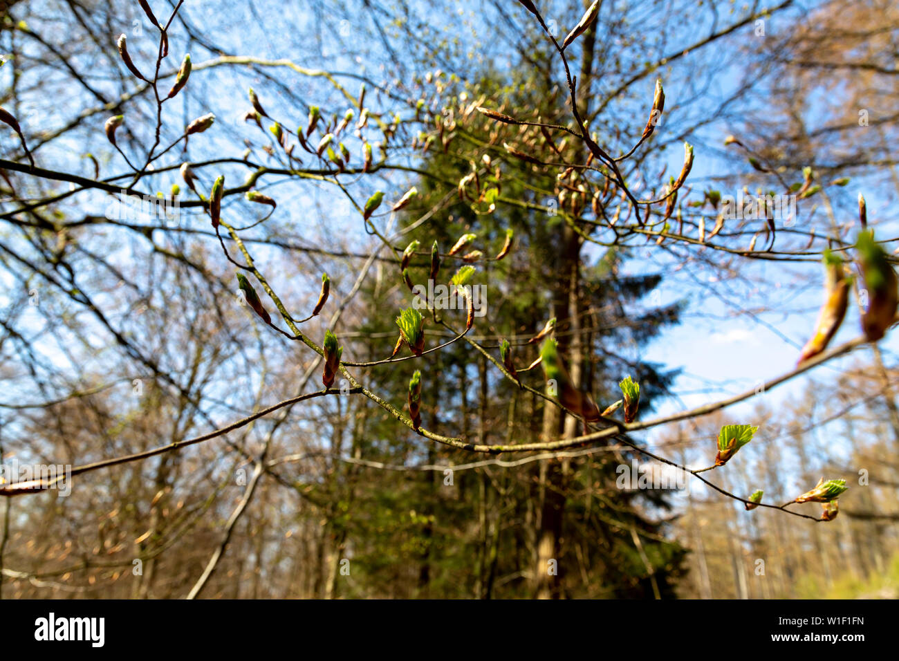 Springtime Stock Photo