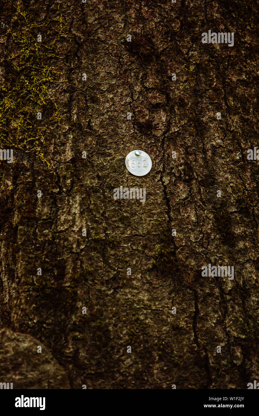 Tree Badge High Resolution Stock Photography and Images - Alamy