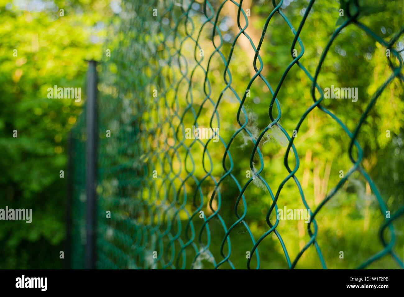 Close up of metal chain-link in the garden. Diamond mesh wire fence on blurred green background. Iron grating net at summer patterning. Grid in sunny Stock Photo